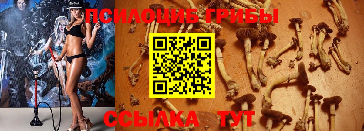 Коломна  магазин  наркотиков  Вход с VPN  Галлюциногенные грибы Psilocybe 